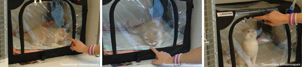 Het kitten wordt eerst in een zuurstofmand geplaatst zodat er extra zuurstof in het bloed zit.